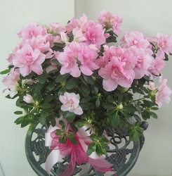 Azalea