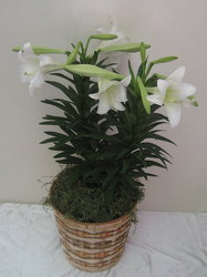 Double Easter Lily 