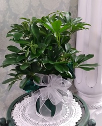 6" Schefflera 