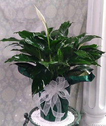 8" Peace Lily 