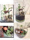 Succulent Terrarium Gardens