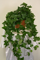 6" Ivy Plant 