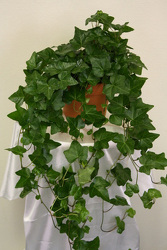 6" Ivy Hoop 