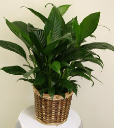 6" Peace Lily 