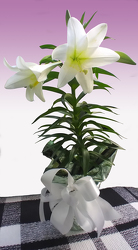 Easter Lily 