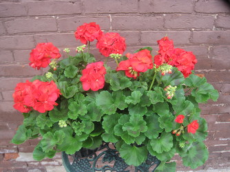 Potted Geranium 