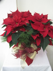 Poinsettia 