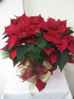 Poinsettia